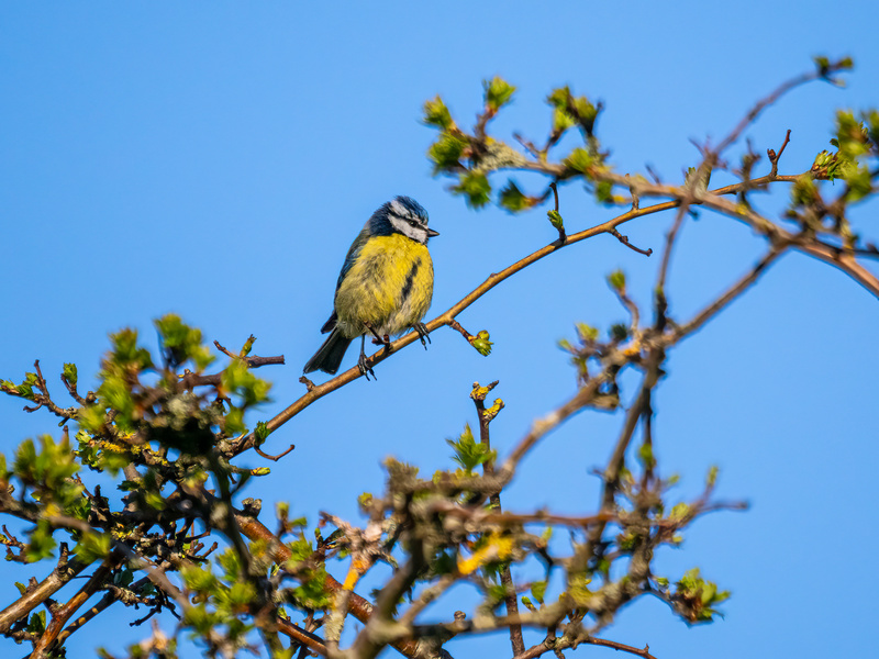 Blue Tit - Latest photos