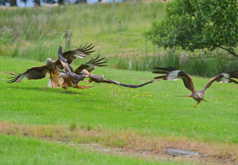 Red Kites - Birds of prey