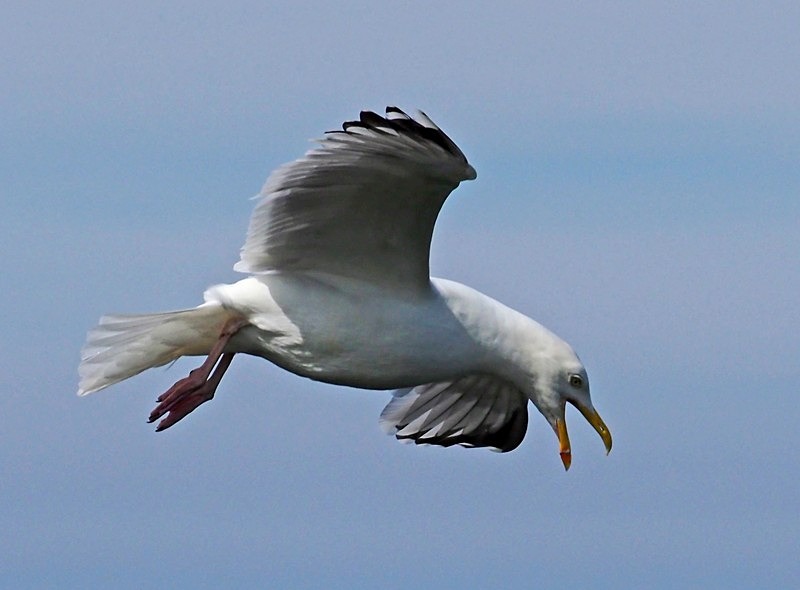 Herring Gull - Gulls