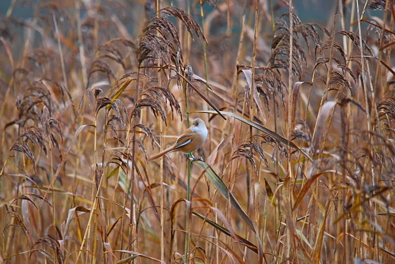 Bearded Tit - Reedlings