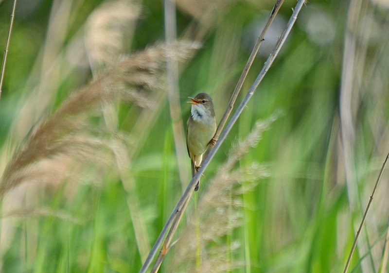 Marsh Warbler - Hungary
