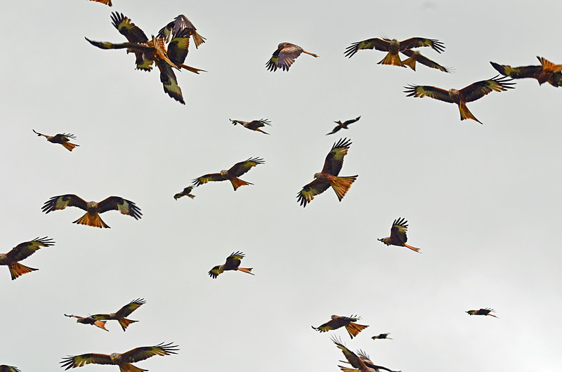 Red Kites - Birds of prey