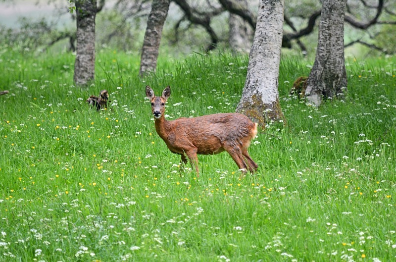 Roe Deer - Roe Deer