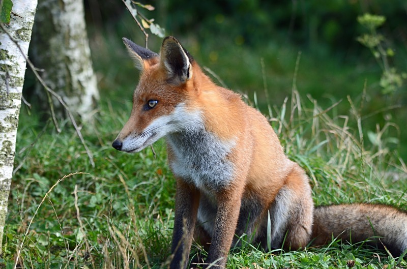 Red Fox - Red Fox