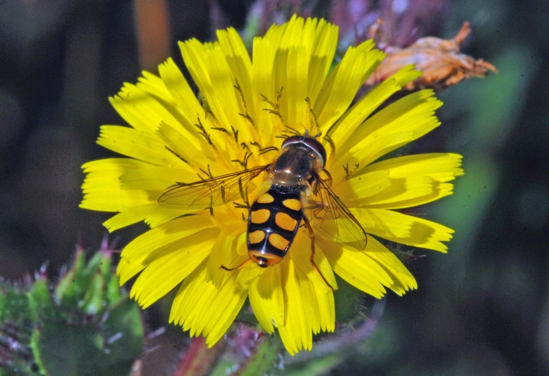 Hoverfly species - Insects, beetles, spiders, etc.