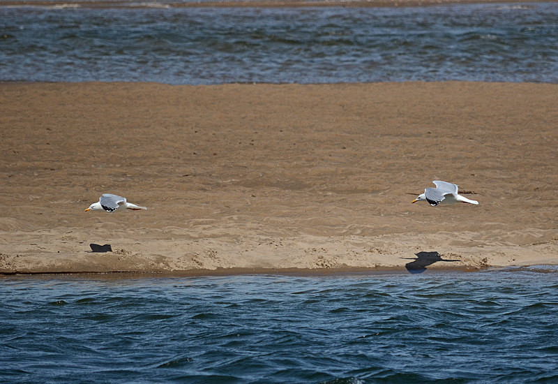 Herring Gulls - Gulls