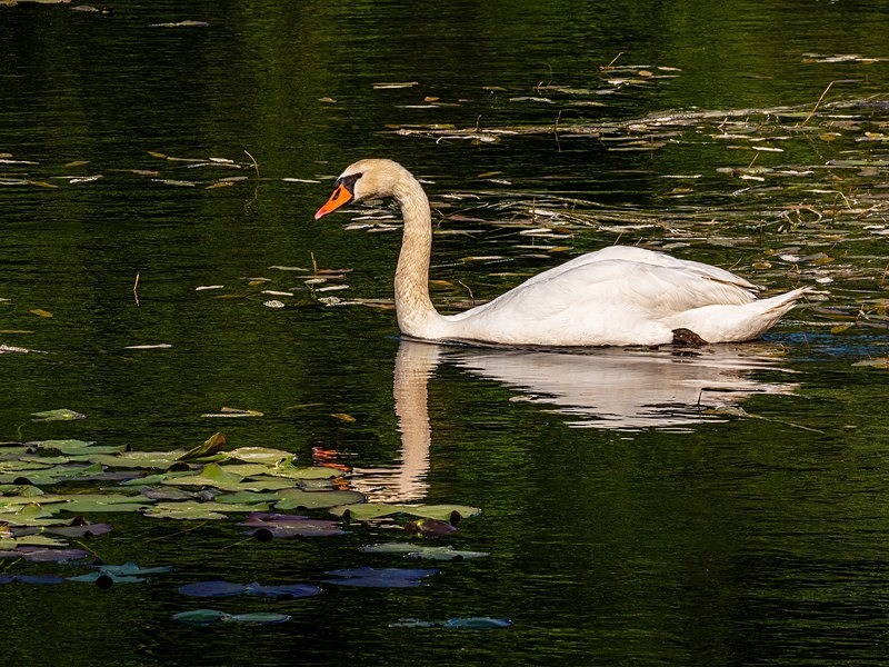 Mute Swan - Mute Swans