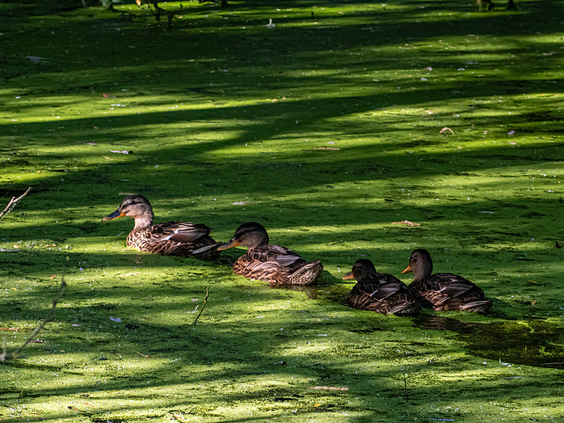Mallards - Latest photos