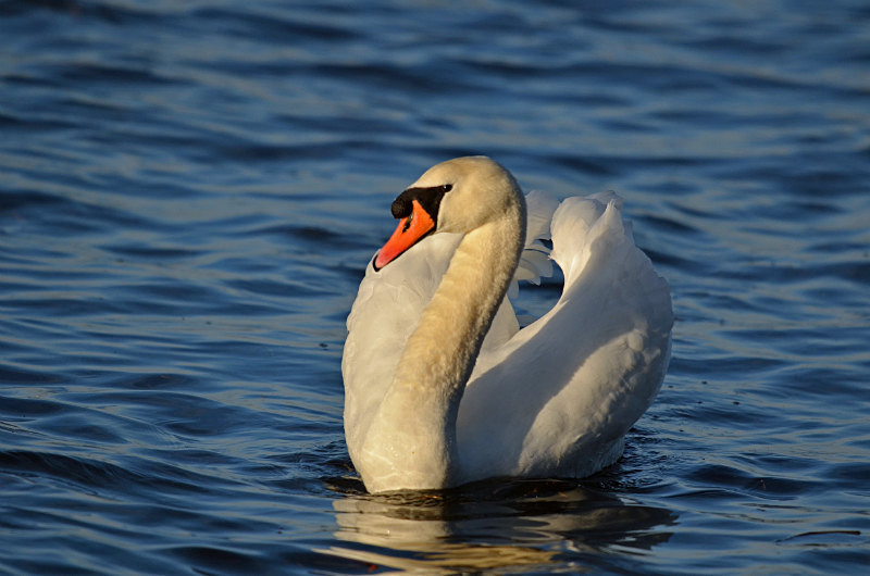Mute Swan - Mute Swans