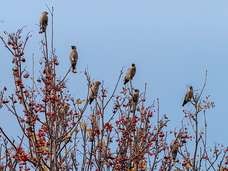 Waxwings - Waxwings