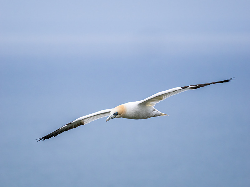 Gannet - Latest photos