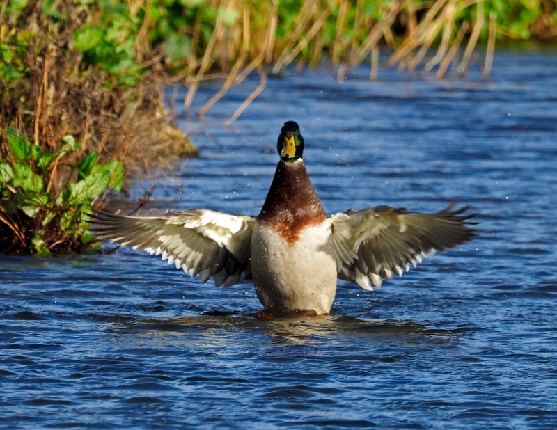 Mallard - Dabbling ducks
