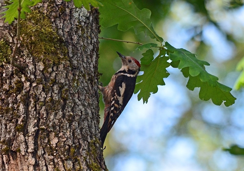 Middle Spotted Woodpecker - Bulgaria