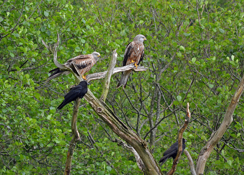 Red Kites - Birds of prey