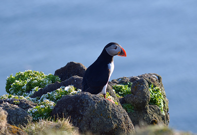 Puffin - Westfjords