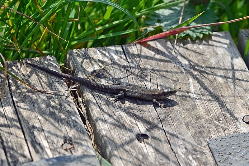 Common Lizard - Lizards