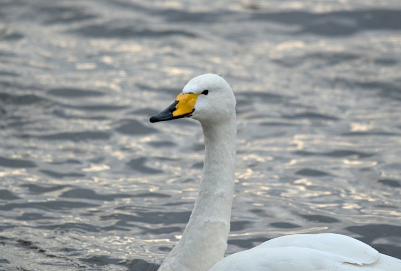 Whooper Swan - Whooper and Bewick's Swans