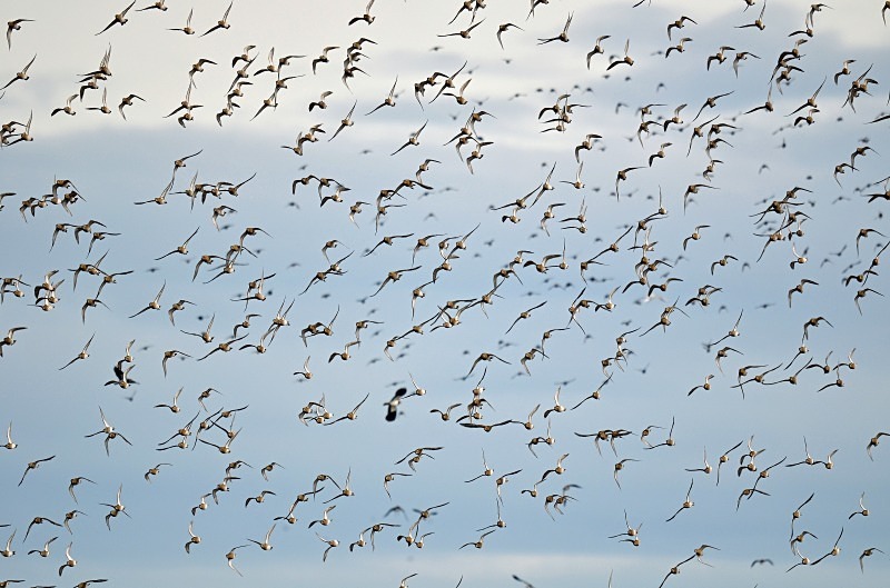 Golden Plover - Plovers