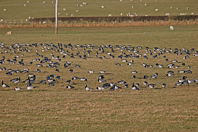 Barnacle Geese - Black geese