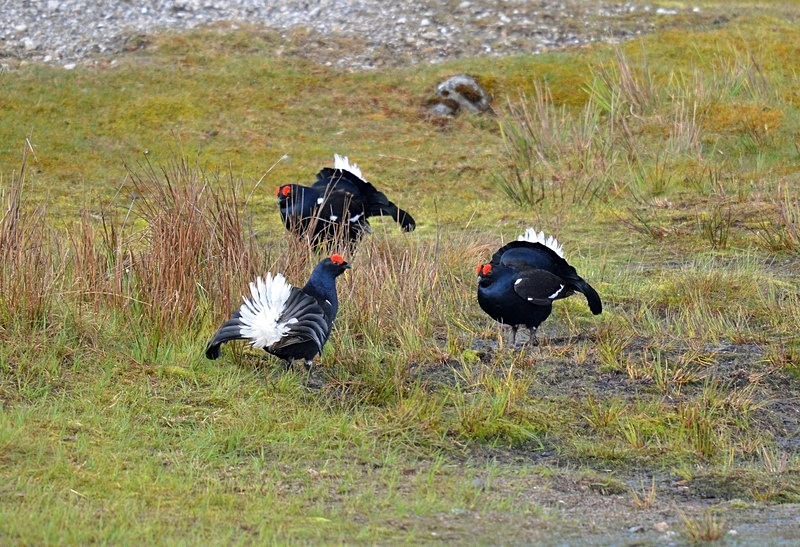 Black Grouse - Game birds