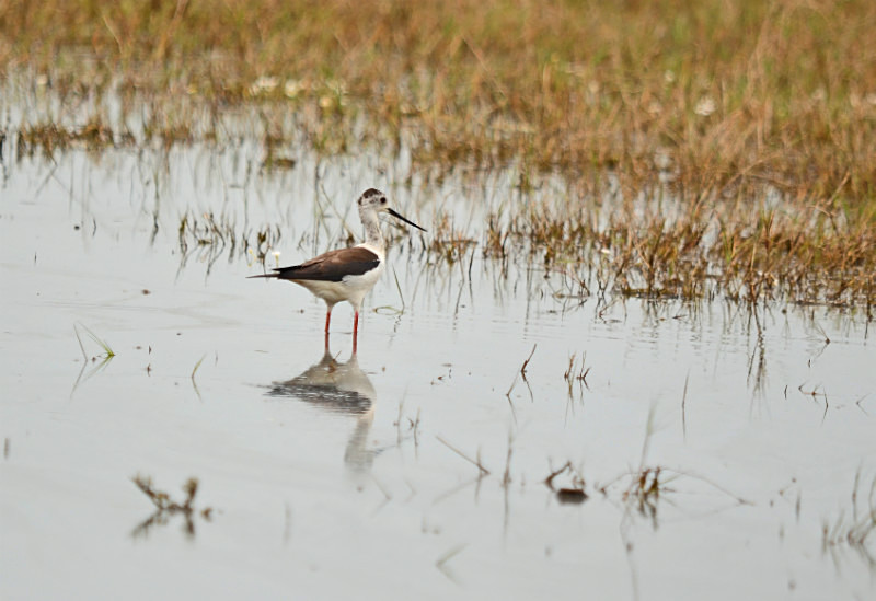 Black-winged Stilts - East Macedonia and Thrace