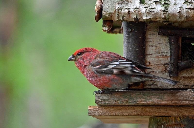 Pine Grosbeak - North Finland - part 1