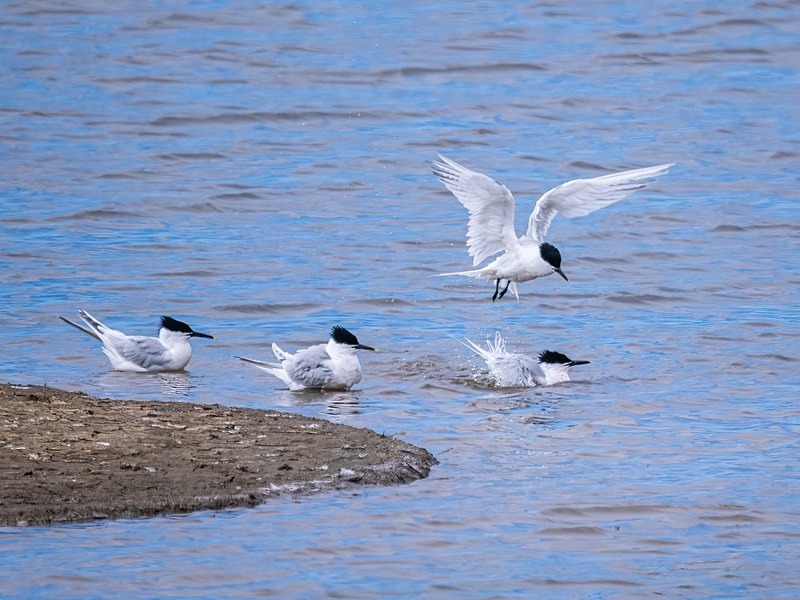 Sandwich Terns - Terns
