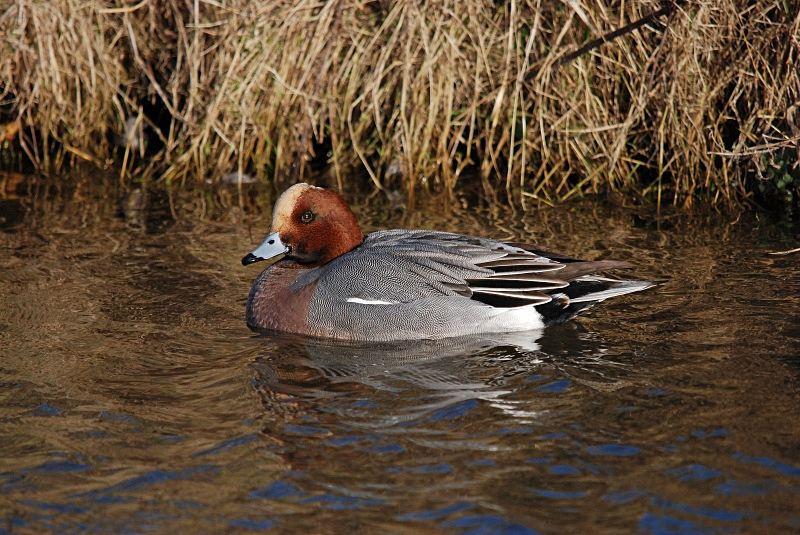 Wigeon - Dabbling ducks