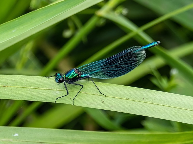 Banded Demoiselle - Dragonflies and damselflies