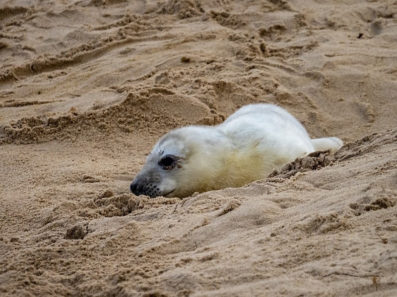 Atlantic Grey Seal - Atlantic Grey Seals