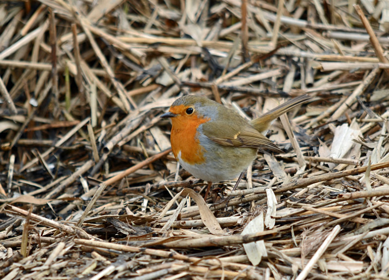 Robin - Robins