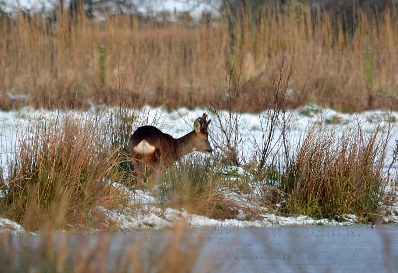 Roe Deer - Roe Deer