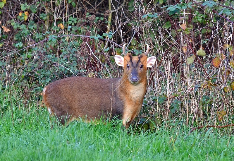 Reeves' Muntjac - Other deer