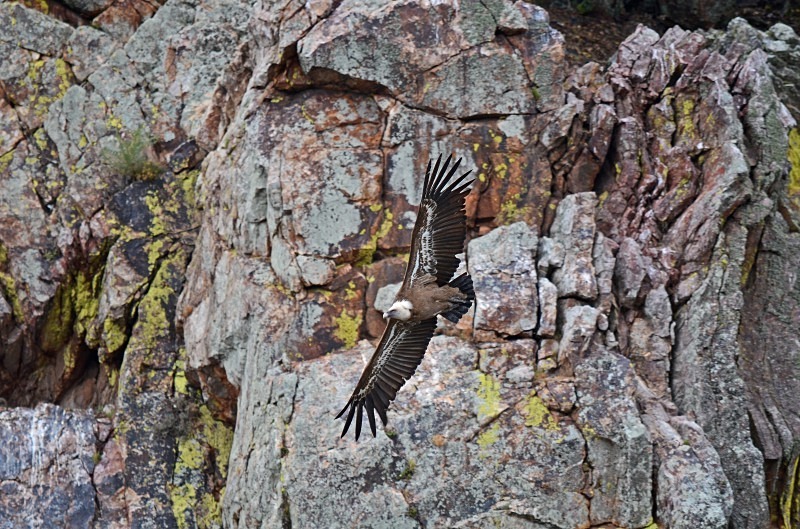 Griffon Vulture - South and west Spain - April and May 2012