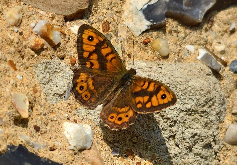 Wall - Butterflies