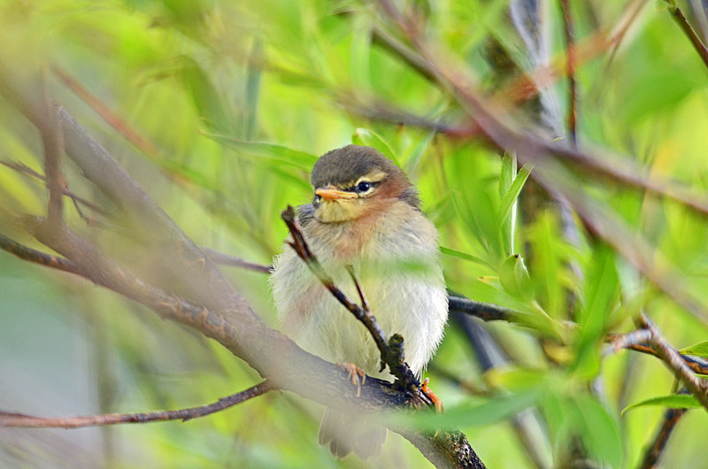 Willow Warbler fledgling - Warblers