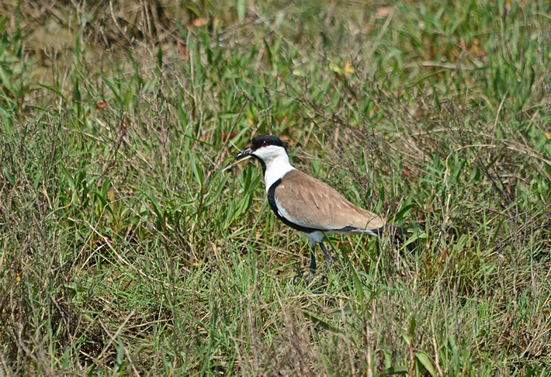Spur-winged Plover - East Macedonia and Thrace
