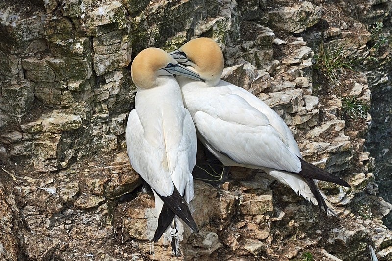 Gannets - Gannets