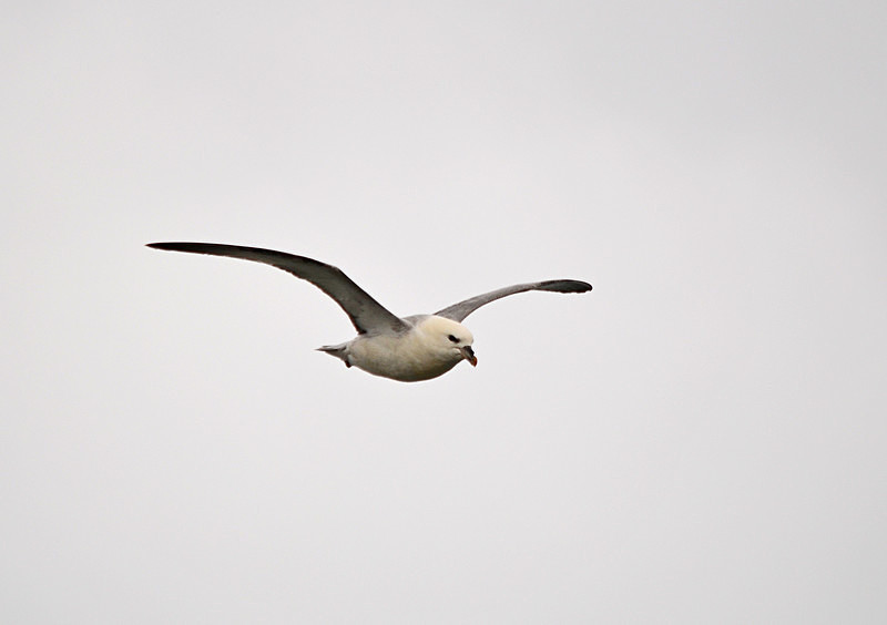 Fulmar - North east Iceland