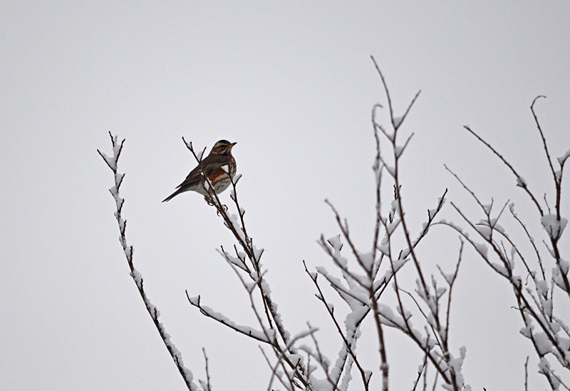 Redwing - Thrushes