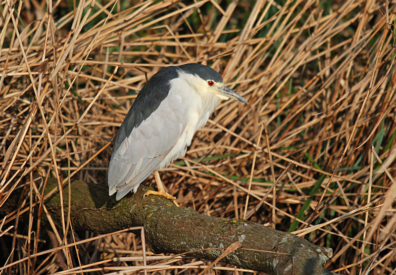 Night Heron - Herons and egrets