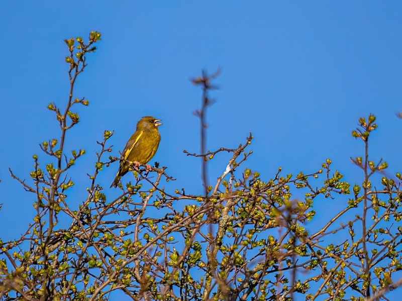 Greenfinch - Finches