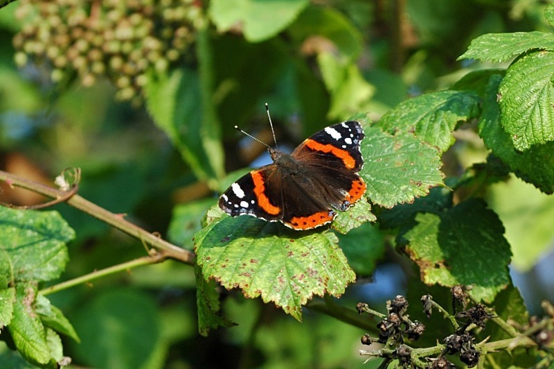 Red Admiral - Butterflies