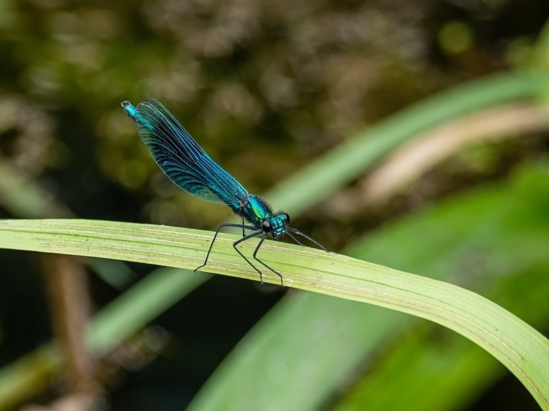 Banded Demoiselle - Dragonflies and damselflies