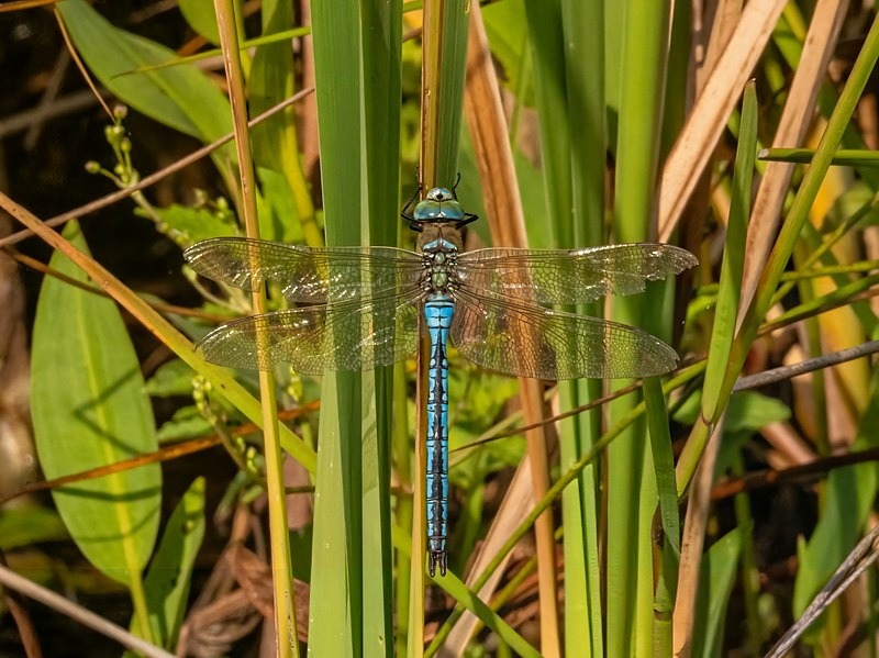 Emperor Dragonfly - Dragonflies and damselflies