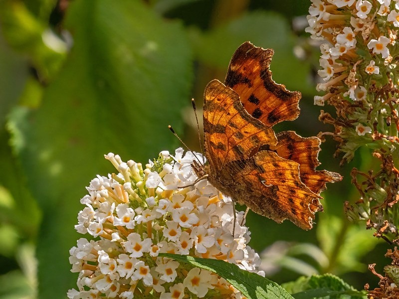 Comma - Butterflies
