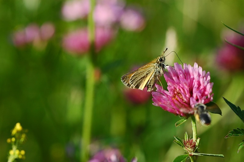 Large Skipper - Butterflies