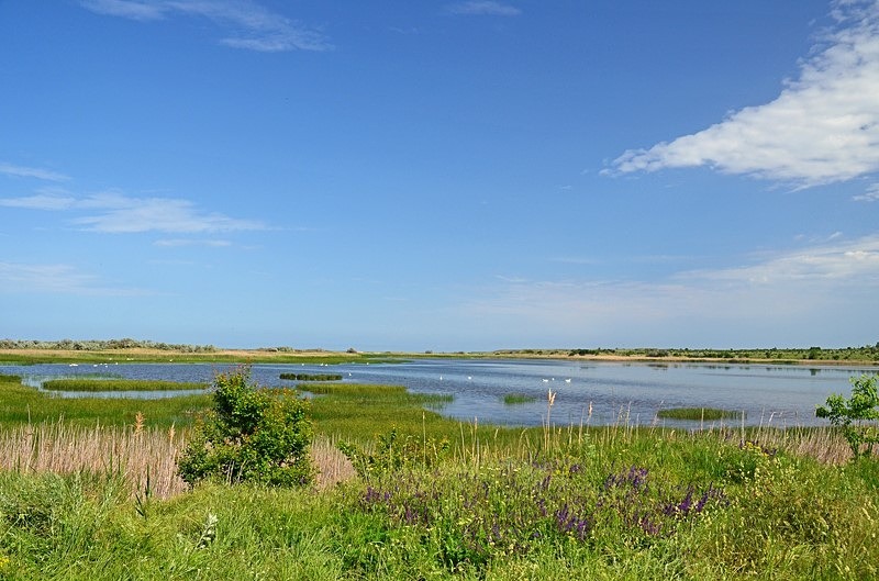 Shabla wetlands, Dobrich Province, Bulgaria - Bulgaria