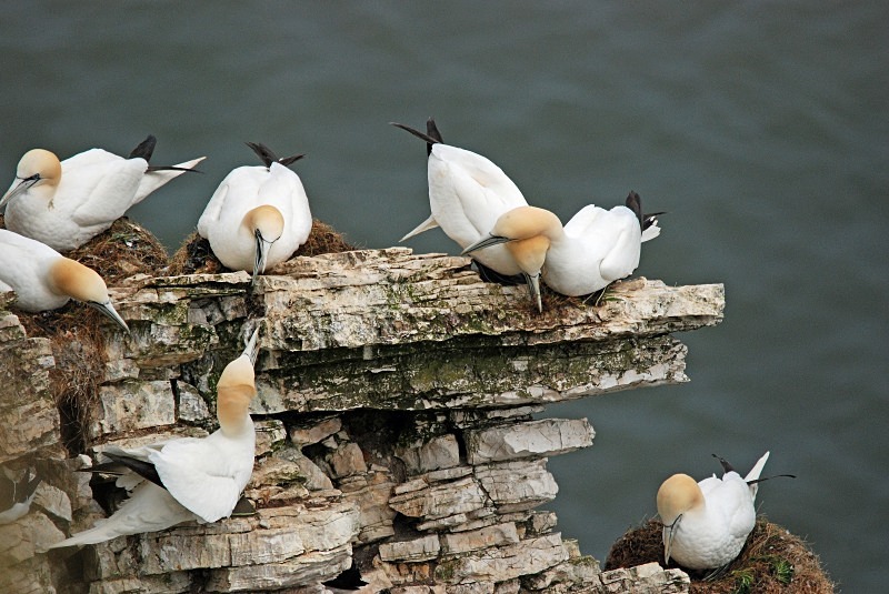 Gannets - Gannets
