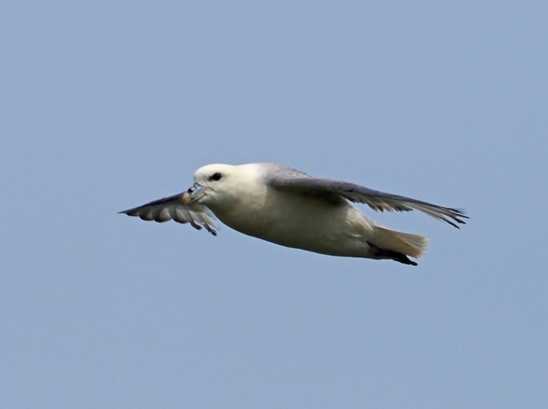 Fulmar - Fulmars